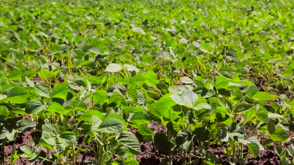 Soja apenas brotou soja em um campo com folhetos verdes. Contexto — Vídeo de Stock