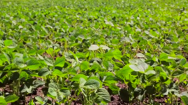 Campo di soia Appena germogliato soia in un campo con volantini verdi. Contesto — Video Stock