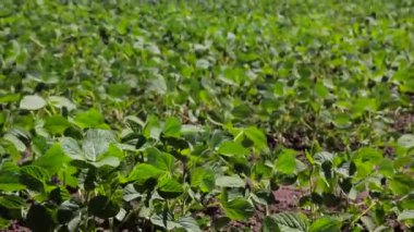 Yeşil broşürler ile bir alanda soya soya alan sadece filiz. Arka plan