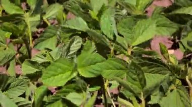 Soya alan. Soya Close-up bırakır. Sadece soya fasulyesi alanında yeşil yaprakları ile filiz. Arka plan