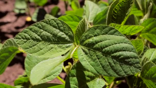 Champ de soja.Gros plan des feuilles de soya. Uniquement le soja germé dans le champ avec des feuilles vertes. Contexte — Video