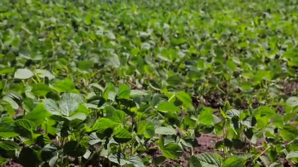 Campo de soja Acabo de brotar soja en un campo con hojuelas verdes. Contexto — Vídeos de Stock