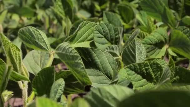 Soybean field.Close-up of soybean leaves. Only sprouted soybeans in the field with green leaves. Background — Stock Video