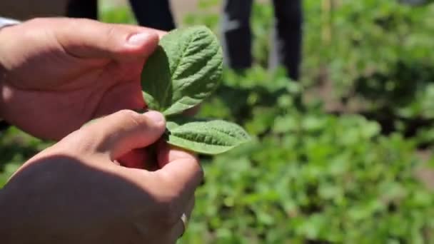 L'agriculteur exploite du soja et l'envisage — Video