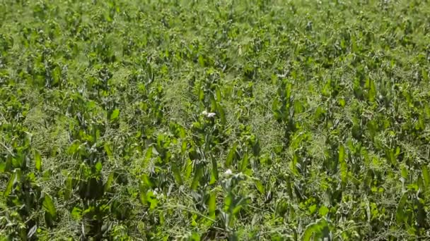 Um grande campo de ervilhas verdes. Contexto — Vídeo de Stock