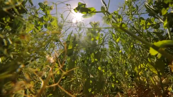 Ervilhas verdes crescem no campo contra o céu azul e o sol que brilha na câmera. Vista de baixo para cima — Vídeo de Stock