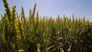 Kamera yavaş yavaş arasında yeşil buğday filizi taşır. Yeşil sivri güneş ışığında yavaş yavaş rock