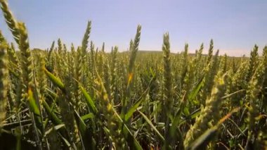 Kamera yavaş yavaş arasında yeşil buğday filizi taşır. Yeşil sivri güneş ışığında yavaş yavaş rock
