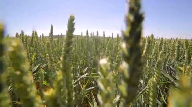 Kamera yavaş yavaş arasında yeşil buğday filizi taşır. Yeşil sivri güneş ışığında yavaş yavaş rock