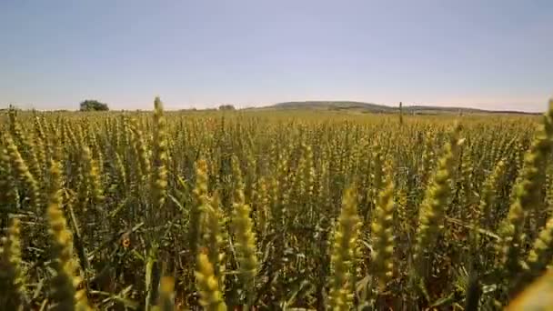 Die Kamera bewegt sich langsam zwischen grünen Weizenkeimen. grüne Ähren schaukeln langsam im Sonnenlicht — Stockvideo