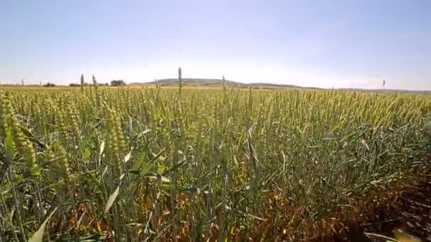 La cámara se mueve lentamente entre los brotes de trigo verde. Los picos verdes lentamente se mecen a la luz del sol — Vídeo de stock