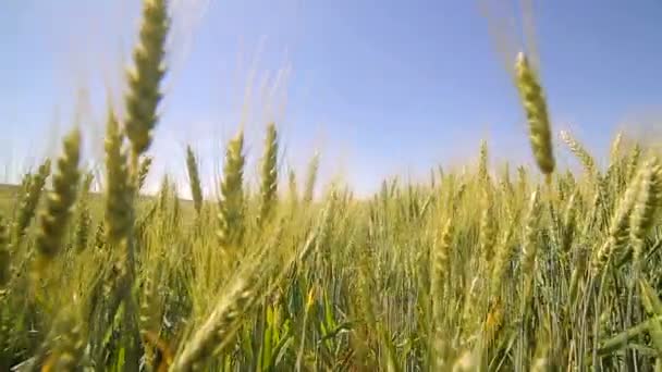La caméra se déplace lentement entre les germes de blé vert. Les pointes vertes basculent lentement au soleil — Video