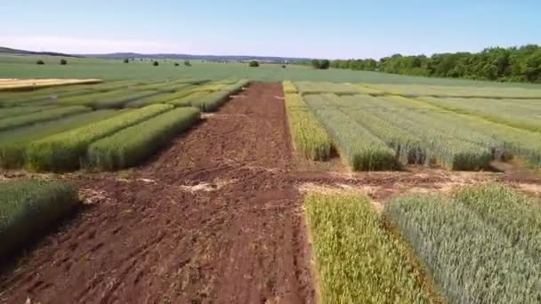 Studies van rogge en tarwe rassen. Vliegen over het gebied van de percelen voor gewas onderzoek. Wetenschappers zijn het testen van het effect van ziekten op rogge en tarwe — Stockvideo