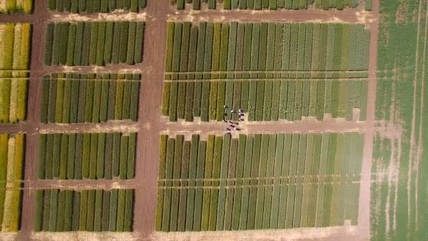 Studien zu Roggen und Weizen. fliegen über das Feld von Parzellen für die Pflanzenforschung. Wissenschaftler testen Wirkung von Krankheiten auf Roggen und Weizen — Stockvideo