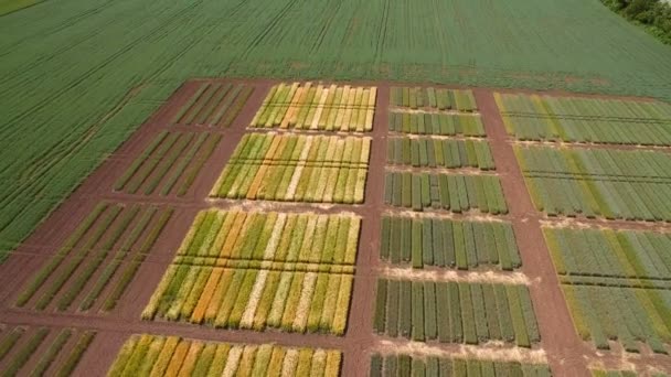 Studier av råg och vete sorter. Flygande över fältet av tomter för grödan forskning. Forskare testar effekten av sjukdomar på råg och vete — Stockvideo