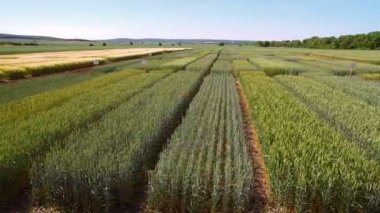 Çavdar ve buğday çeşitlerinin çalışmalar. Uçan araziler ürün araştırma için alan. Bilim adamları çavdar ve buğday hastalıkların etkisi test ediyoruz