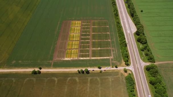 Studi tentang gandum dan varietas gandum. Terbang di atas lapangan plot untuk penelitian tanaman. Para ilmuwan sedang menguji efek penyakit pada gandum dan gandum. — Stok Video