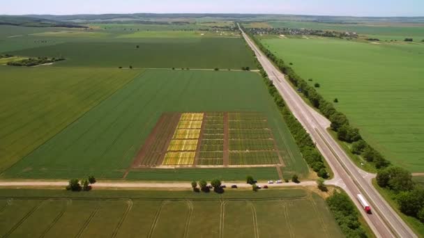 Изучение сортов ржи и пшеницы. Летаю над полем участков для исследований урожая. Ученые тестируют влияние болезней на ржи и пшеницу — стоковое видео