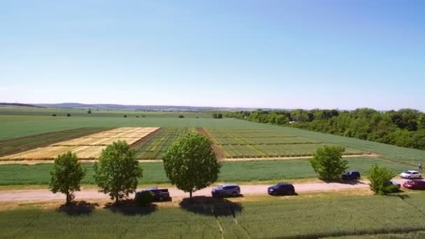 Studies of rye and wheat varieties. Flying over the field of plots for crop research. Scientists are testing the effect of diseases on rye and wheat — Stock Footage Studies of rye and wheat varieties. Flying over the field of plots for crop research. Scientists are testing the effect of diseases on rye and wheat Royalty Free Stock Footage