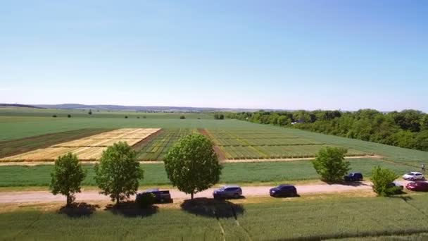 Studien zu Roggen und Weizen. fliegen über das Feld von Parzellen für die Pflanzenforschung. Wissenschaftler testen Wirkung von Krankheiten auf Roggen und Weizen — Stockvideo