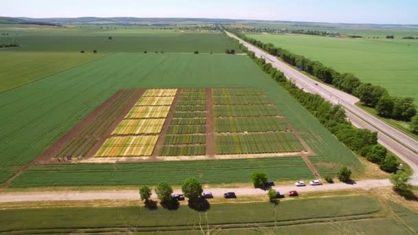 Studies of rye and wheat varieties. Flying over the field of plots for crop research. Scientists are testing the effect of diseases on rye and wheat — Stock Footage Studies of rye and wheat varieties. Flying over the field of plots for crop research. Scientists are testing the effect of diseases on rye and wheat Stock Footage
