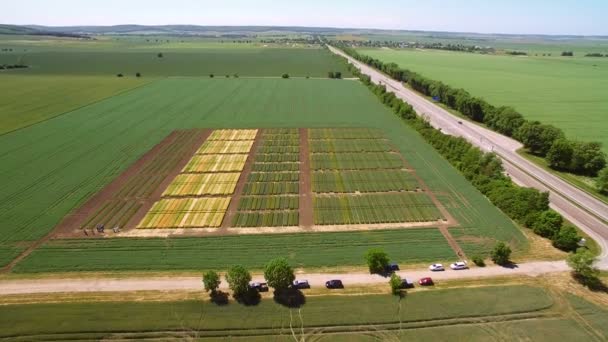 Badania odmian żyta i pszenicy. Latające nad polem powierzchni upraw badań. Naukowcy są badania wpływu choroby na żyto i pszenica — Wideo stockowe