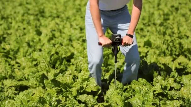 Специалист по растениям, фермер проводит проверку плотности почвы поля молодой свеклы — стоковое видео