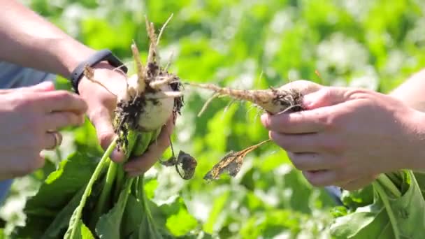 Αγρότες κρατούν τεύτλα στο χέρι και να αξιολογήσει την ποιότητά — Αρχείο Βίντεο
