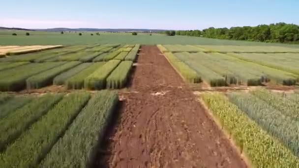 Studier av råg och vete sorter. Flygande över fältet av tomter för grödan forskning. Forskare testar effekten av sjukdomar på råg och vete — Stockvideo