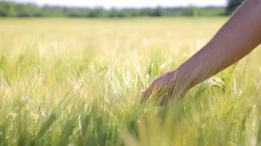 A mans el ripleri çavdar alanından bir spike. Güneşli gün