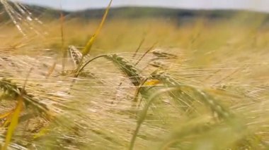 Alandaki sarı spike yakın çekim rüzgar sallanan. Buğday hasat