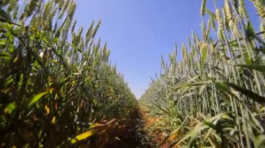 Buğday alan, zemin seviyesine görünümden. Kök ve yaprakları buğday ve çavdar spikelets. Çavdar ve buğday arasındaki yolda