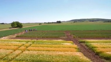 Buğday çeşidi ile alan üzerinde uçan hava dron. Bilim adamları çavdar ve buğday hastalıkların etkisi test ediyoruz
