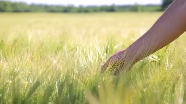 A mans hand rips a spike from a rye field. Sunny day — Stock Video