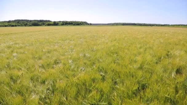 Pole pszenicy w słoneczny dzień. Złoty silnie zamarł w bezwietrznej pogodzie. Wielkie żniwa — Wideo stockowe