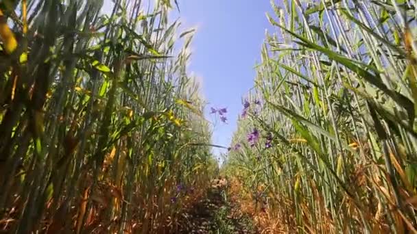 Campo de trigo, vista do nível do solo. Raízes e folhas de espiguetas de trigo e centeio. O caminho entre centeio e trigo — Vídeo de Stock