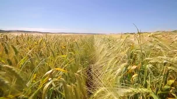 El movimiento de la cámara sobre el campo está mezclado con varias variedades de centeno. Variedades de investigación — Vídeo de stock