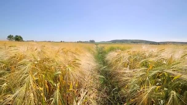 在田野上方的相机的运动是与各种黑麦品种。研究品种 — 图库视频影像