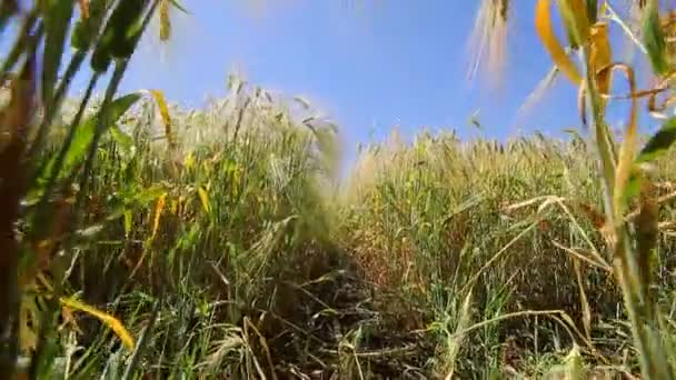 Buğday alan, zemin seviyesine görünümden. Kök ve yaprakları buğday ve çavdar spikelets. Çavdar ve buğday arasındaki yolda — Stok video