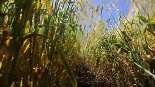 Tarweveld, uitzicht vanaf de begane grond. Wortels en bladeren van tarwe en rogge spikelets. Het pad tussen de rogge en tarwe — Stockvideo