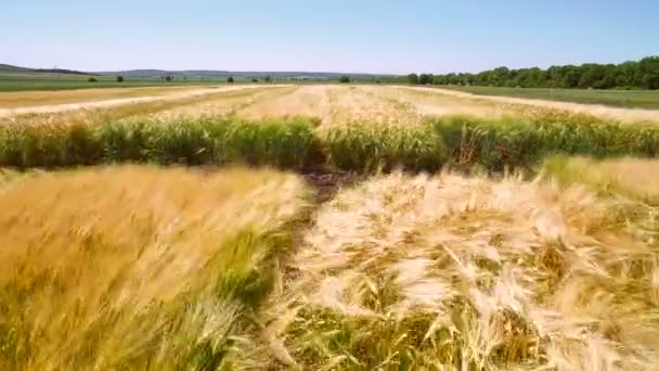 Avión no tripulado volando sobre el campo con diferentes variedades de trigo. Los científicos están probando el efecto de las enfermedades en el centeno y el trigo — Vídeo de stock