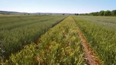 Buğday çeşidi ile alan üzerinde uçan hava dron. Bilim adamları çavdar ve buğday hastalıkların etkisi test ediyoruz