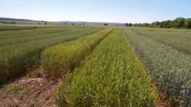 Buğday çeşidi ile alan üzerinde uçan hava dron. Bilim adamları çavdar ve buğday hastalıkların etkisi test ediyoruz