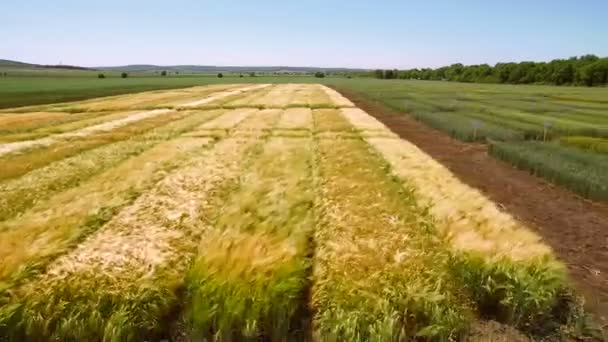 Luchtfoto drone vliegt over het veld met verschillende soorten tarwe. Wetenschappers zijn het testen van het effect van ziekten op rogge en tarwe — Stockvideo