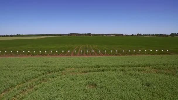 Antenowe drone latanie nad polem soi w słonecznej pogodzie — Wideo stockowe