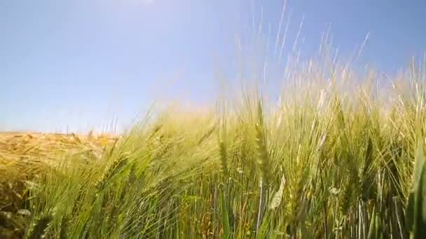 Espiga amarilla de cerca en el campo, viento oscilante. La cosecha de trigo — Vídeo de stock