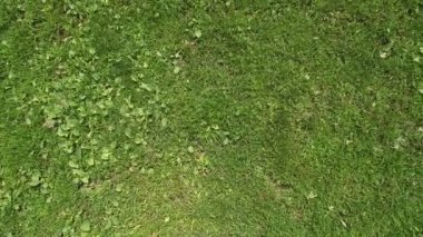 Yeşil çim futbol sahası üstten. Quadrocopter görüntüleyin. Doku