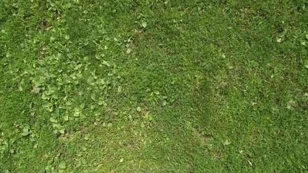 Зелена трава футбольне поле зверху. Вид з квадрокоптера. Текстура — стокове відео