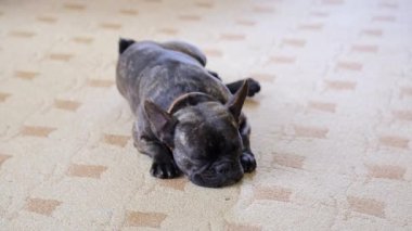 Pug köpek siyah mat odada yatan ve uyku.