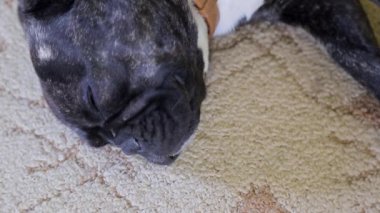 Pug köpek siyah mat odada yatan ve uyku.